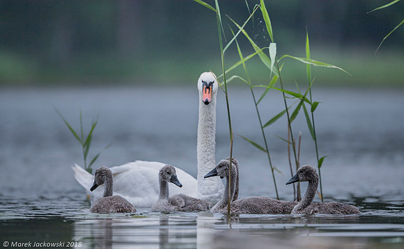 Mute Swan / Łabędź niemy