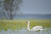 Mute Swan / Łabędź niemy