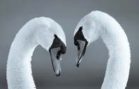 Mute Swan / Łabędź niemy
