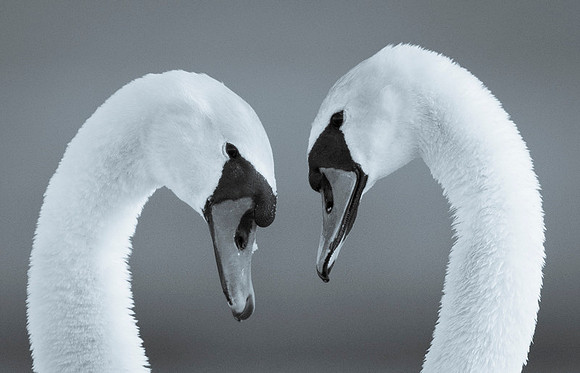 Mute Swan / Łabędź niemy