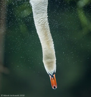 Mute Swan / Łabędź niemy