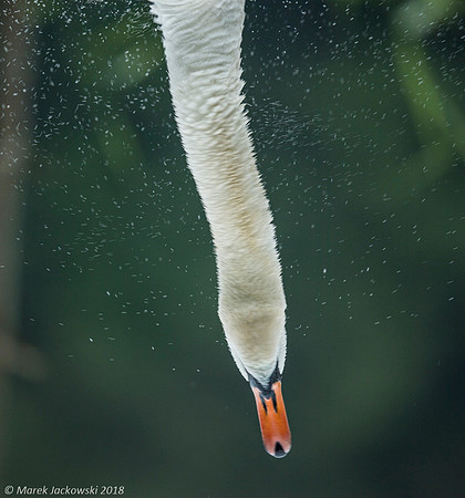 Mute Swan / Łabędź niemy