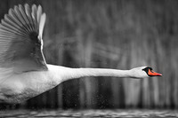 Mute Swan / Łabędź niemy