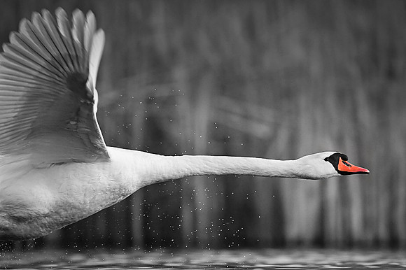 Mute Swan / Łabędź niemy