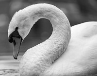 Mute Swan / Łabędź niemy