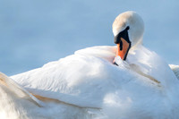 Mute Swan / Łabędź niemy