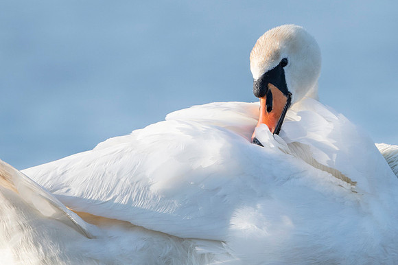Mute Swan / Łabędź niemy