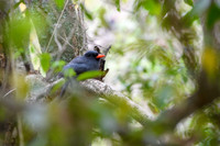 Black-fronted Nunbird