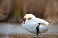 Mute Swan / Łabędź niemy