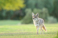 Coyote