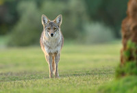 Coyote