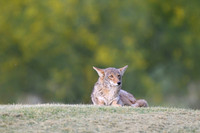 Coyote