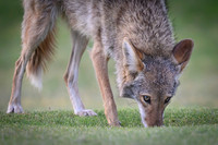Coyote