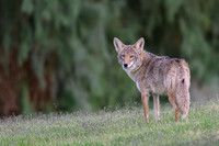 Coyote