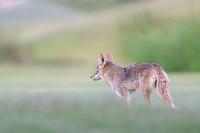Coyote