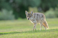 Coyote