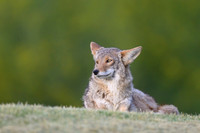 Coyote