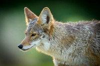Coyote