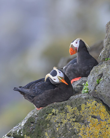 Tufted Puffin