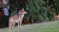 Coyote
