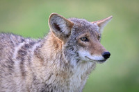 Coyote