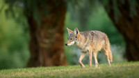 Coyote