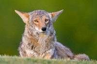Coyote