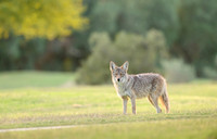Coyote