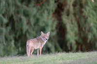 Coyote