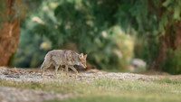 Coyote