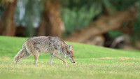 Coyote