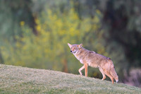 Coyote