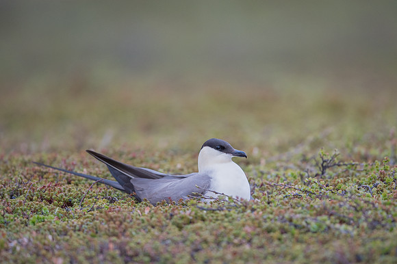 Long-Tailed Skua / wydrzyk długosterny