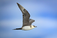 Long-Tailed Skua / wydrzyk długosterny