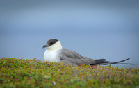 Long-Tailed Skua / wydrzyk długosterny