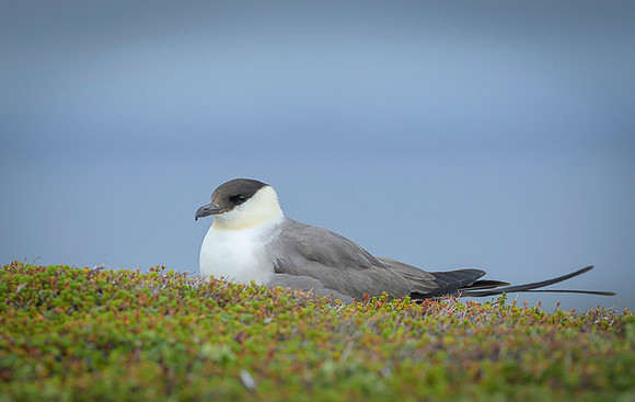 Long-Tailed Skua / wydrzyk długosterny