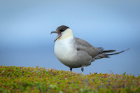 Long-Tailed Skua / wydrzyk długosterny
