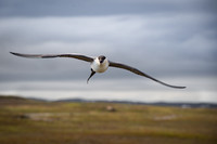 Long-Tailed Skua / wydrzyk długosterny