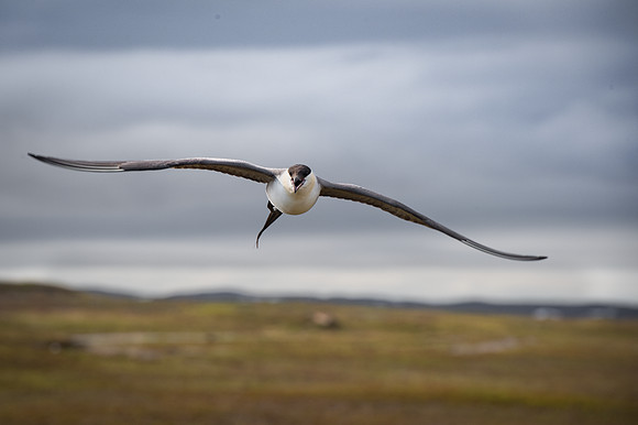 Long-Tailed Skua / wydrzyk długosterny