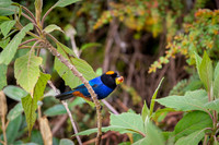 Golden-crowned Tanager