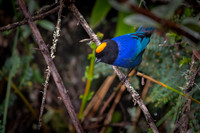 Golden-crowned Tanager