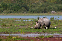 One horned rhino