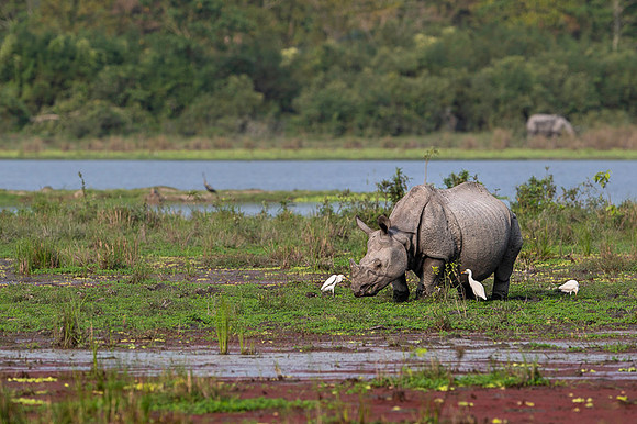 One horned rhino