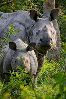 One horned rhino