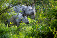 One horned rhino