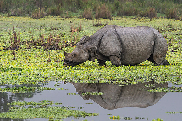One horned rhino