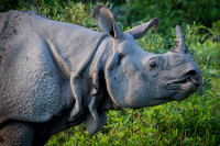 One horned rhino
