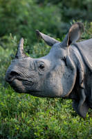 One horned rhino