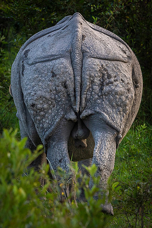 One horned rhino