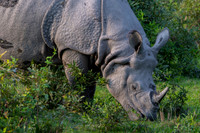 One horned rhino